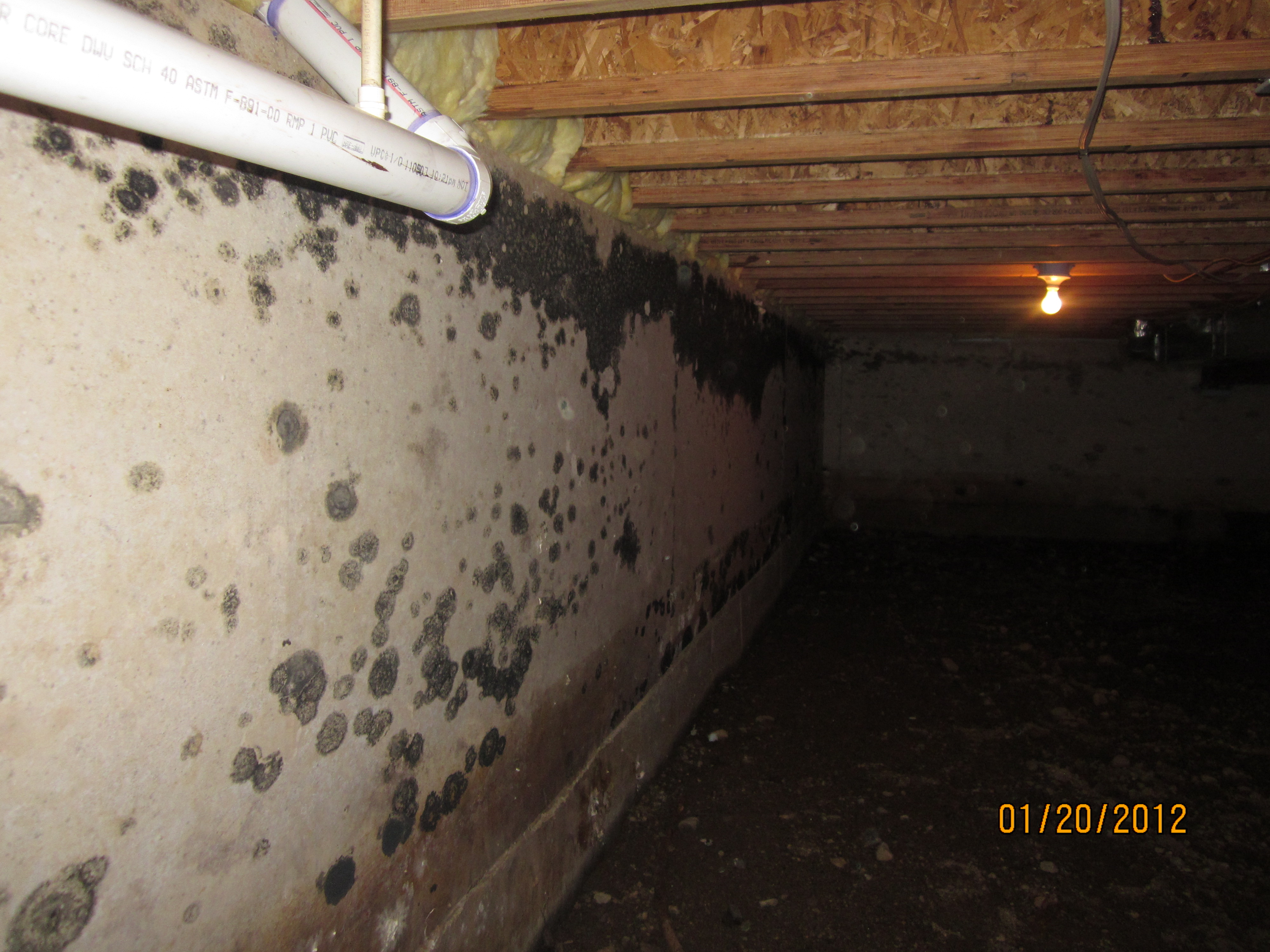 Mold in homes 